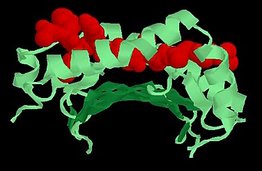 MHC II类分子三维结构MHC Class 2