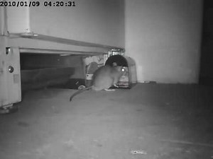 IDEALIFE - IL - 290 Rat Zapper Live Video