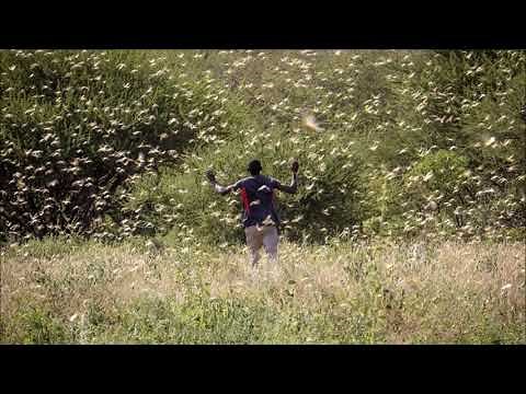 Locust Sound | Free Sound Effects | Animal Sounds