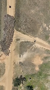 173K views · 655 reactions | Mans best friend at Work ‍了 | Jobs in Mining | Facebook