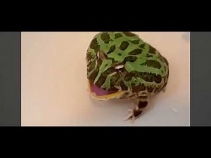 33 frogs screaming but it's vocoded