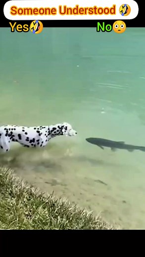 ANIMAL TIKTOK 🤣 COMPILATION 🤪 REACTIONS Tik Tok 😅 #Funny #comedy #animals #funnyanimal #cuteanimals #reel #facebookreels #viral | Creator Imran