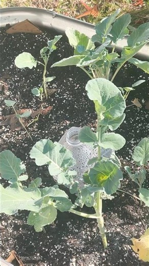 Growing Collards! #gardening #beginnergardener #growyourownfood