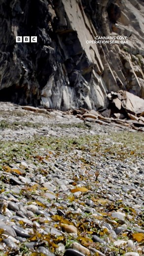 "It was like something from a film" 🤔 A mysterious discovery on a west Wales beach. #CannabisCove: Operation Seal Bay #iPlayer #BBC | BBC Cymru Wales