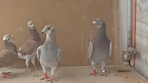 Red Fox | Quetta Racing Pigeon