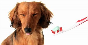 My Dog Ate Toothpaste - How Dangerous Is It? | Dog Advisory Council