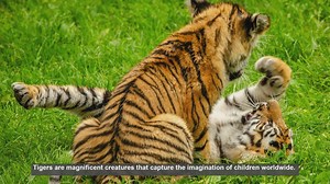 10 Common Questions Kids Ask About Tigers