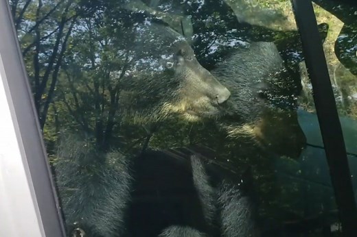 Baby bears honk for help after getting locked inside a van