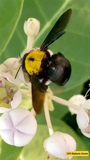 Carpenter Bee 🐝 Life Cycle