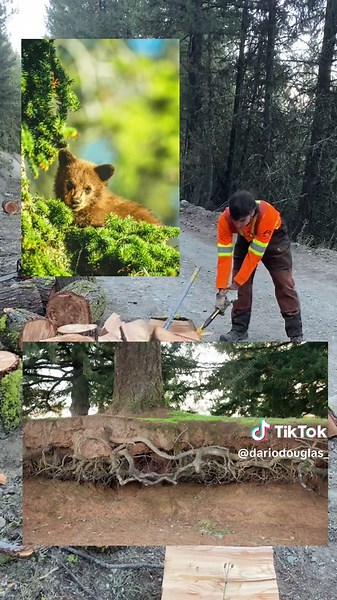 Douglas fir 🌲 — firewood, warmth, and balance in the forest. 🌱 Shared through MECCS #IndigenousKnowledge #TraditionalTeachings #trees #nativetiktok #NatureTok