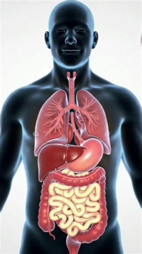 Inside the man body:Digestion in 3D |Education animation