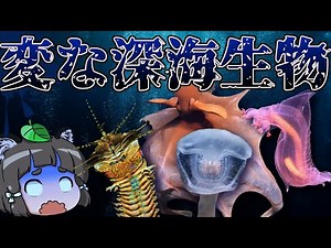 [Slow commentary] Outrageous! 10 strange-looking deep-sea creatures