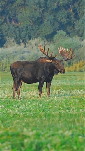 A bull moose grounding every step hunting with traditional bow#moose#hunting#chasse #archery#deer