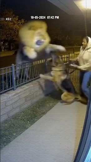 Unexpected Visitor: Lion Attacks as Woman Opens Gate | Footage Released