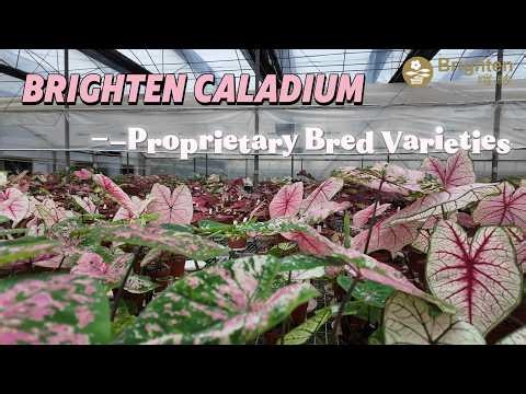 Brighten Caladiums