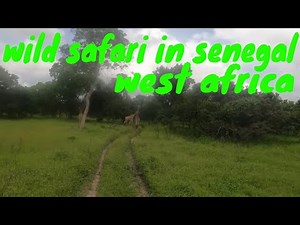 Wild Senegal: The Ultimate African Safari Adventure