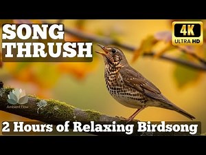 2 Hours of Song Thrush Singing Relaxing Bird Sounds for Sleep & Relaxation