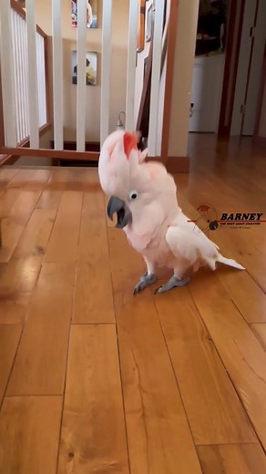 Giddy-Up!! Its the Funky Chicken Dance!! 🤣🕺🧡 #westcoastbarney #barneythewestcoastcockatoo #funky #chicken #dance #giddyup #happy #loveable #love #barney #moluccan #cockatoo #parrot #bird #