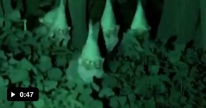 Rare Gnome Footage - Video