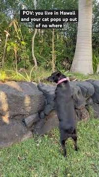 Then the other two dogs come out and play. This is after the storms passed.