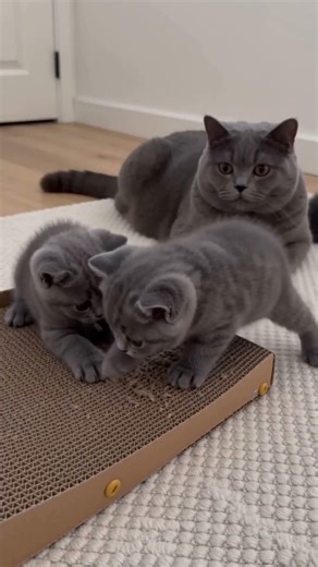 小さな学びとぬくもり、ブリティッシュショートヘアの子猫たち 🐾 Learning and Comfort – British Shorthair Kittens 🐾 #cat #kitten