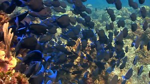 Fish can sing! | Animal Planet