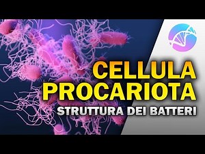 The Prokaryotic Cell - Structure and Functions of Bacteria 🦠