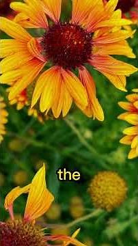 How to propagate Coreopsis plant with easy way