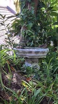 Waxbil bath time #waybill#birdbaths #capetown #capetownwildlife #wildlifevideo