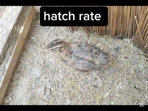 My Pharaoh Quail Lays 15g Eggs — Can Her Daughters Do the Same?