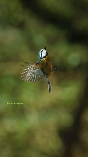 23K views · 394 reactions | A Bird Flying Away ASMR(Slow Motion Shot) Wincent cU9yq #bird #wildlife #nature | HAWI Studios | Facebook