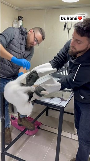 How to deal with angry cat and ferocious cat part 11