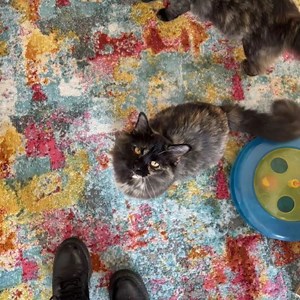 Right Meow Cat Cafe on Reels