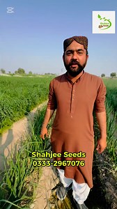 Onion Seed Crop & Onion Crop intercropping At shahjee seed farm #onion #onionseeds #shahjeeseeds #shahjeefarm | Shahjee Seeds Corporation