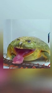 105K views · 517 reactions | African Bullfrog Engages in Epic Battle with Giant Red Dragon Centipede#foryou#bullfrog #centipede #Wildlife #Combat | Unique zoo | Facebook