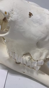 Did you know camels have two rows of eyelashes and three sets of eyelids to keep sand out of their eyes?! #camel #humpday #skulls #skeletonmuseum | Museum of Osteology