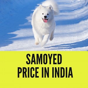 Samoyed Price in India (2024) with Monthly Expenses - PetsWeb