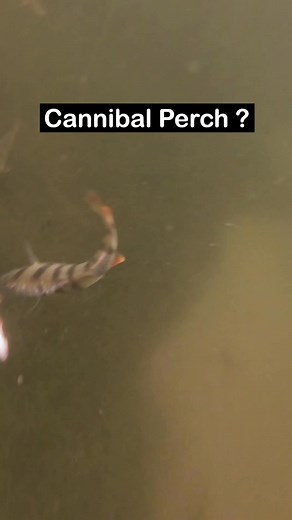 Perch eat perch 🫣 #perch #fishing #underwaterworld #perch #fish #angler #underwaterworld #fishingvideo #fishingexperience #livebait #underwatercamera #cannibalperch #perchfishing | Underwater World
