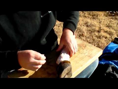 Harvesting Raw Elk Sinew