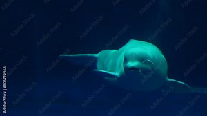 Beluga whale, Delphinapterus leucas, creates bubble rings underwater. Closeup shot of White whale. 4K