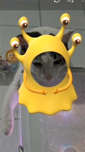 Efeito Alien Cat 👽😻 #aliencat #alien #gatos