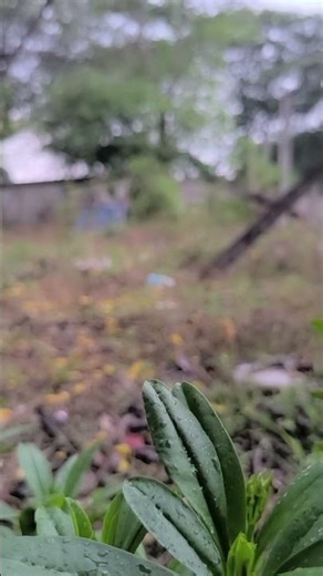 Relaxing Rain on Green Leaves | Peaceful Nature ASMR