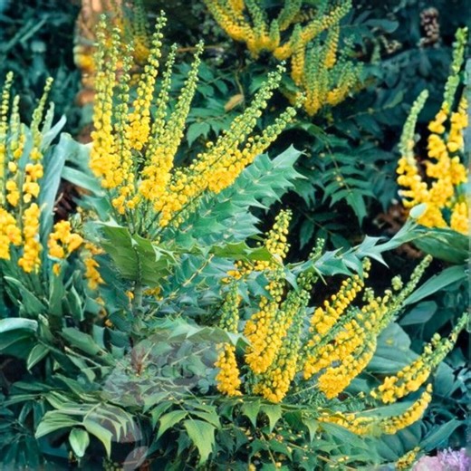 Funky Flow Mahonia – Starter Plant | Evergreen Shrub With Architectural Foliage | 1 Live Plant - Etsy