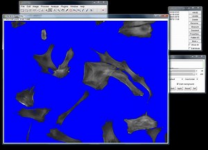 image j 测量细胞面积