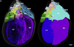 Rat Heart's Model Developed In 3D Shows Neurons That Act as Mini Brain