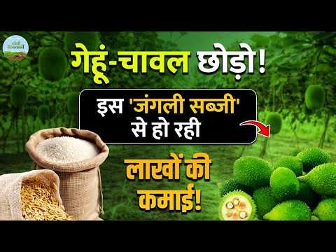 When should Kantola be cultivated to earn more profit? Green Gold Farming