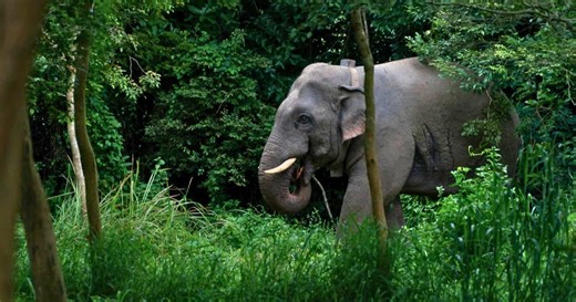 Can science help end human-elephant conflict?