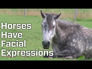 Horses Have Facial Expressions Just Like Humans