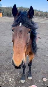 Miss Hedy Lamarr 🤎🖤 This mare is so spectacular she takes my breath away and I wanted to feature her as she’s looking so gorgeous right now. She has come in to the “hard keepers” pen for winter with Goldie and a couple of others so they don’t lose weight. A hard keeper horse is a horse that has difficulty maintaining a healthy weight and requires more calories than average to do so. The good thing is we get to see more of Hedy and her movie star looks. Hedy was rescued from a kill pen in Kansa