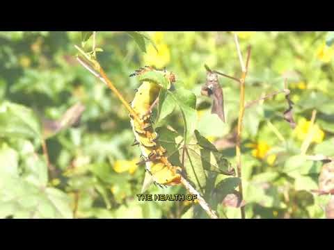 Nature's Secret: Tree Growth & Decay Revealed 🌳✨
